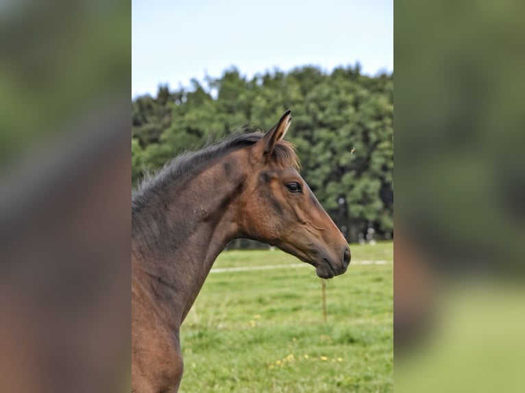 Trakehner Étalon Poulain (03/2026) 168 cm Bai in Auerbach/Vogtland