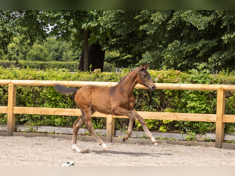 Trakehner Étalon Poulain (03/2026) 168 cm Bai in Auerbach/Vogtland