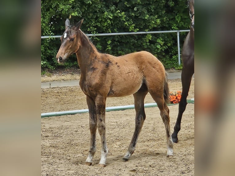 Trakehner Étalon Poulain (03/2026) 168 cm Bai in Adelsried