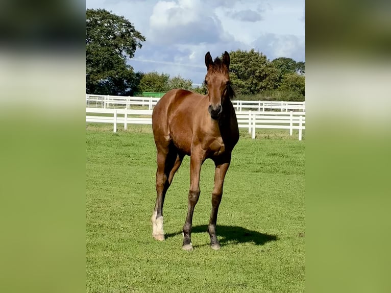 Trakehner Étalon Poulain (04/2026) 168 cm Bai in Bad Oldesloe