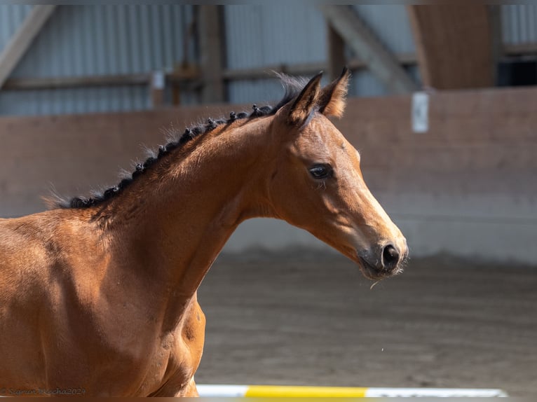 Trakehner Étalon Poulain (07/2024) 168 cm Bai in Scharbeutz