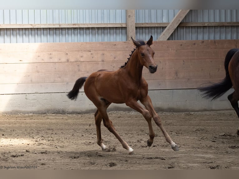 Trakehner Étalon Poulain (07/2024) 168 cm Bai in Scharbeutz