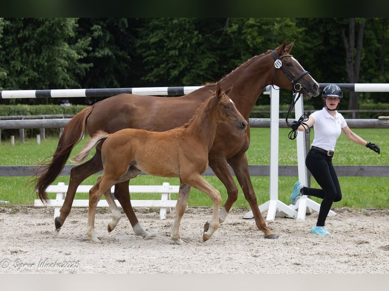 Trakehner Étalon Poulain (03/2025) 169 cm Alezan in Sperenberg