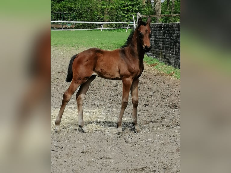 Trakehner Étalon  169 cm Bai brun in Harsefeld