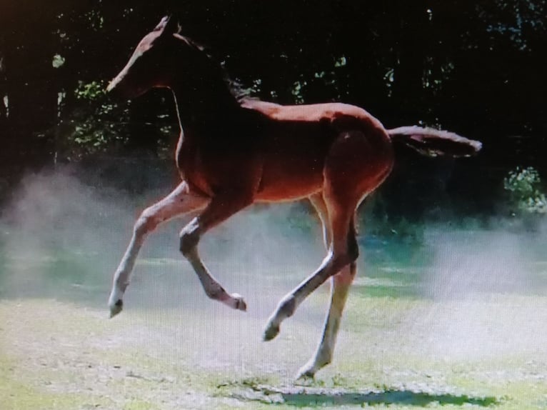 Trakehner Étalon  169 cm Bai brun in Harsefeld