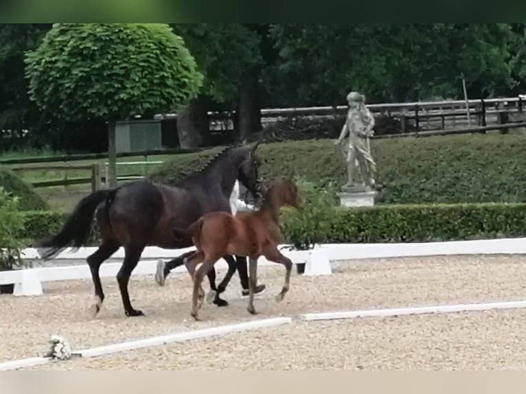 Trakehner Étalon  169 cm Bai brun in Harsefeld
