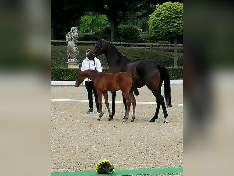 Trakehner Étalon  169 cm Bai brun in Harsefeld