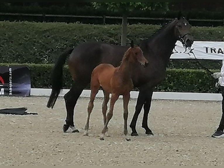 Trakehner Étalon  169 cm Bai brun in Harsefeld