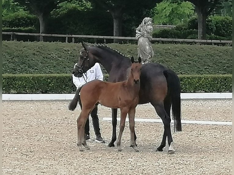 Trakehner Étalon  169 cm Bai brun in Harsefeld