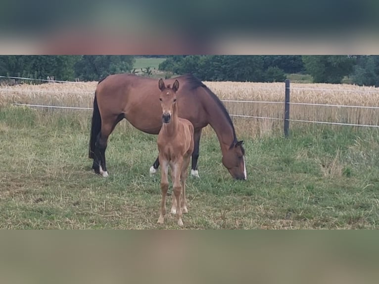 Trakehner Étalon Poulain (05/2025) 169 cm Bai in Brakel