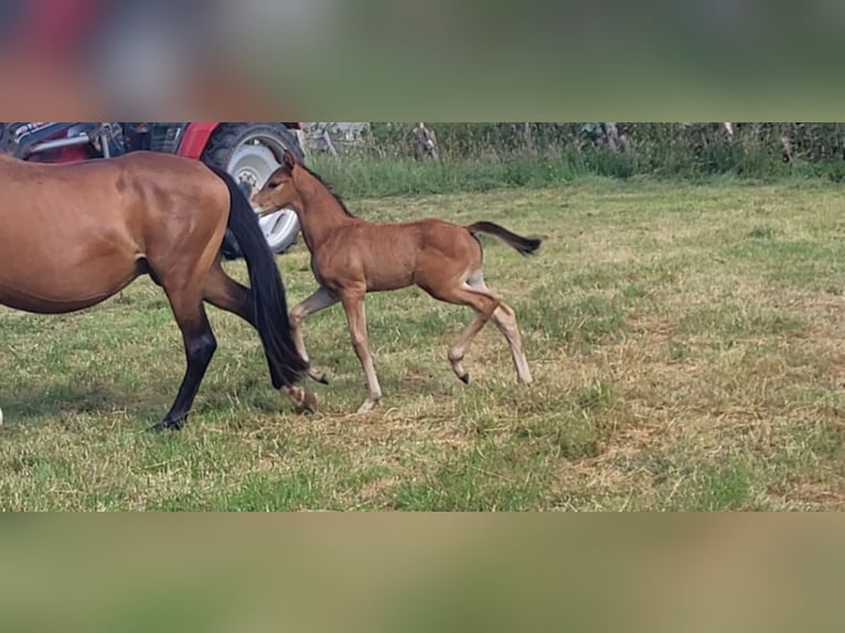 Trakehner Étalon Poulain (05/2025) 169 cm Bai in Brakel
