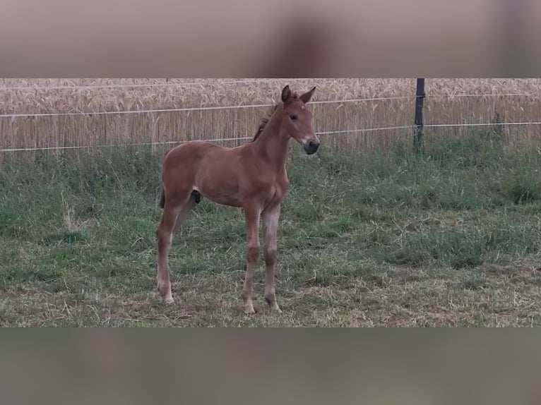 Trakehner Étalon Poulain (05/2025) 169 cm Bai in Brakel