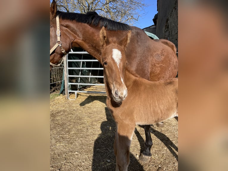 Trakehner Étalon  170 cm Alezan in Weißenburg in BayernWeißenburg