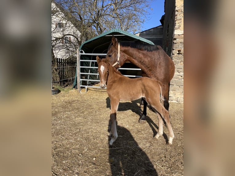 Trakehner Étalon  170 cm Alezan in Weißenburg in BayernWeißenburg