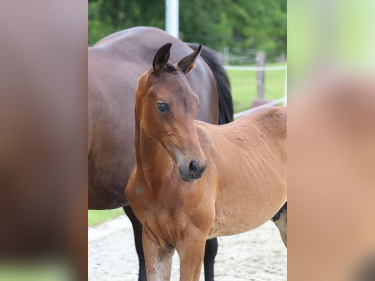 Trakehner Étalon Poulain (04/2024) 170 cm Bai brun in Salzhausen