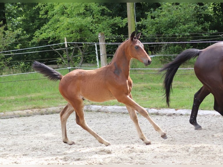 Trakehner Étalon Poulain (04/2024) 170 cm Bai brun in Salzhausen