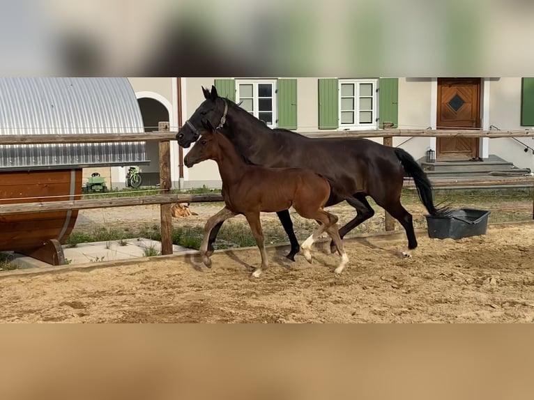 Trakehner Étalon Poulain (05/2026) 170 cm Bai brun in Friedberg