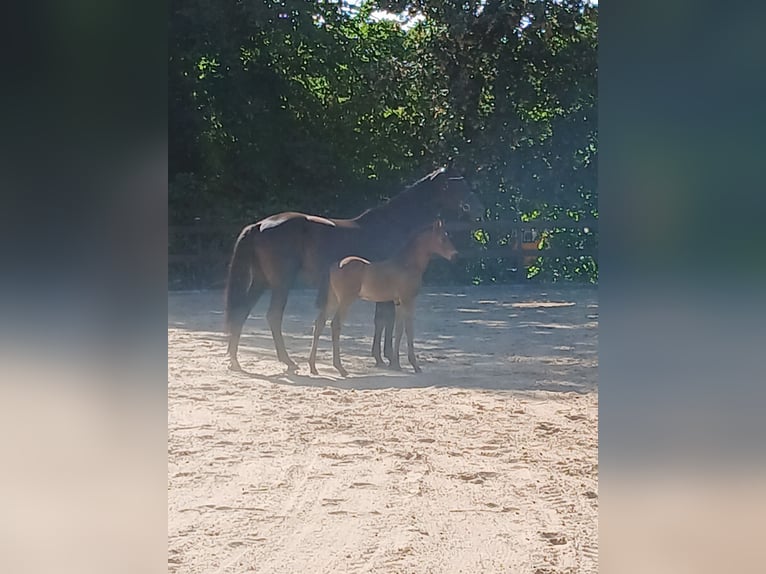 Trakehner Étalon Poulain (06/2026) 170 cm Bai brun in Auetal