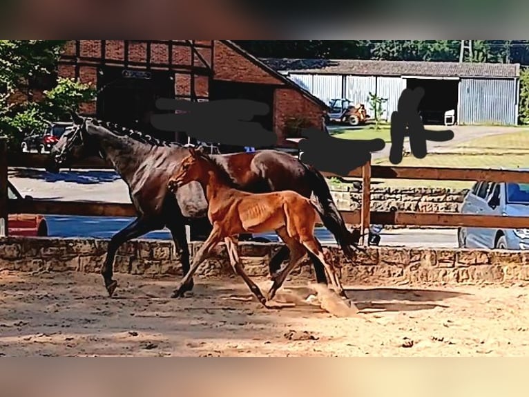 Trakehner Étalon Poulain (06/2026) 170 cm Bai brun in Auetal