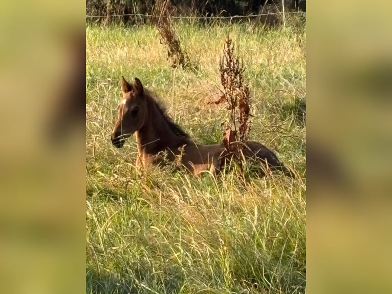 Trakehner Étalon Poulain (06/2026) 170 cm Bai brun in Auetal