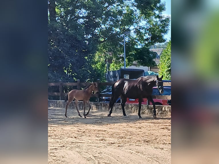 Trakehner Étalon Poulain (06/2026) 170 cm Bai brun in Auetal