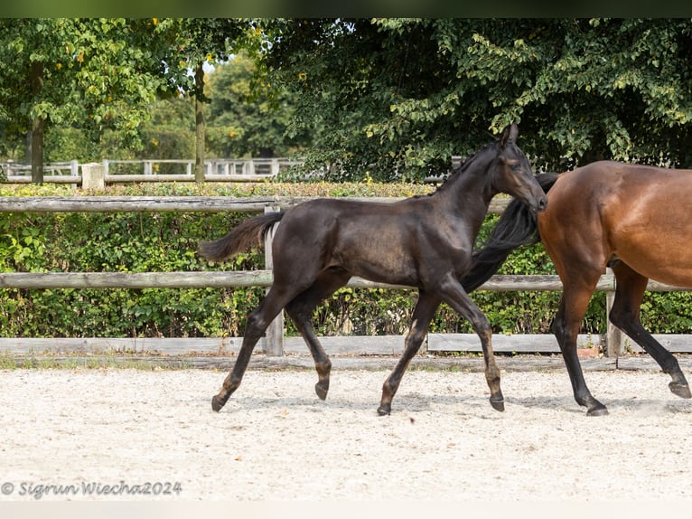 Trakehner Étalon Poulain (05/2024) 170 cm Bai brun foncé in Hilden