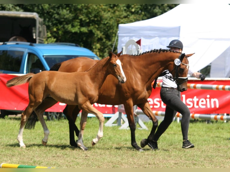 Trakehner Étalon Poulain (05/2023) 170 cm Bai in Jersbek