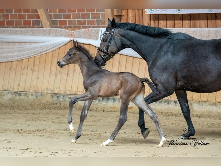 Trakehner Étalon Poulain (03/2026) 170 cm Bai in Dorsten