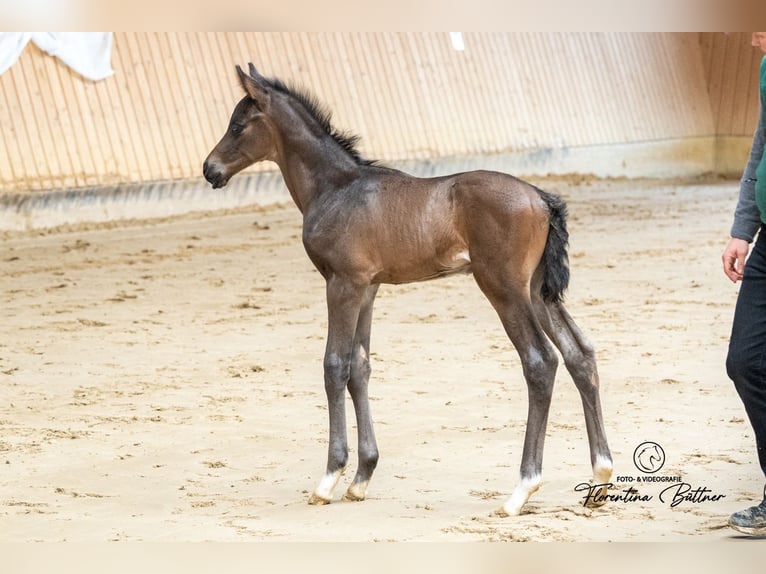 Trakehner Étalon Poulain (03/2026) 170 cm Bai in Dorsten