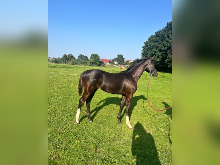 Trakehner Étalon Poulain (03/2025) 170 cm Noir in Poci&#x119;karb