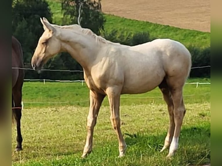 Trakehner Étalon Poulain (05/2024) 170 cm Palomino in Twistetal