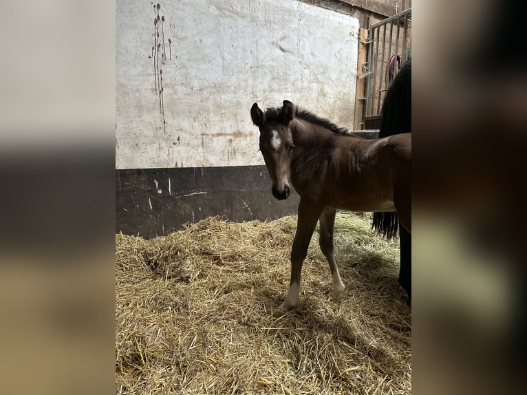 Trakehner Étalon Poulain (05/2026) 172 cm Bai brun in Nellingen