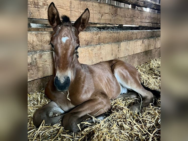 Trakehner Étalon Poulain (06/2024) 173 cm Bai in Adelsried