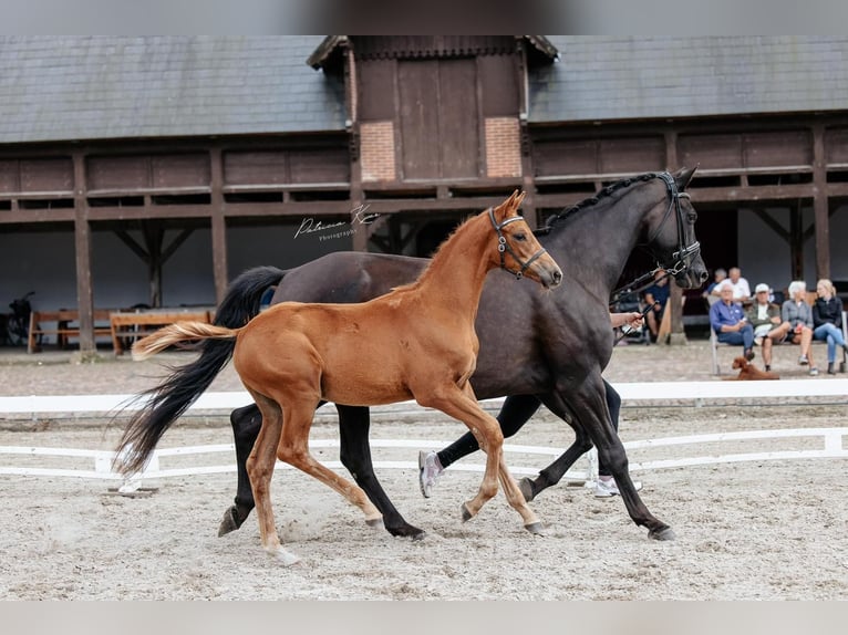 Trakehner Étalon Poulain (05/2024) Alezan brûlé in Tjele