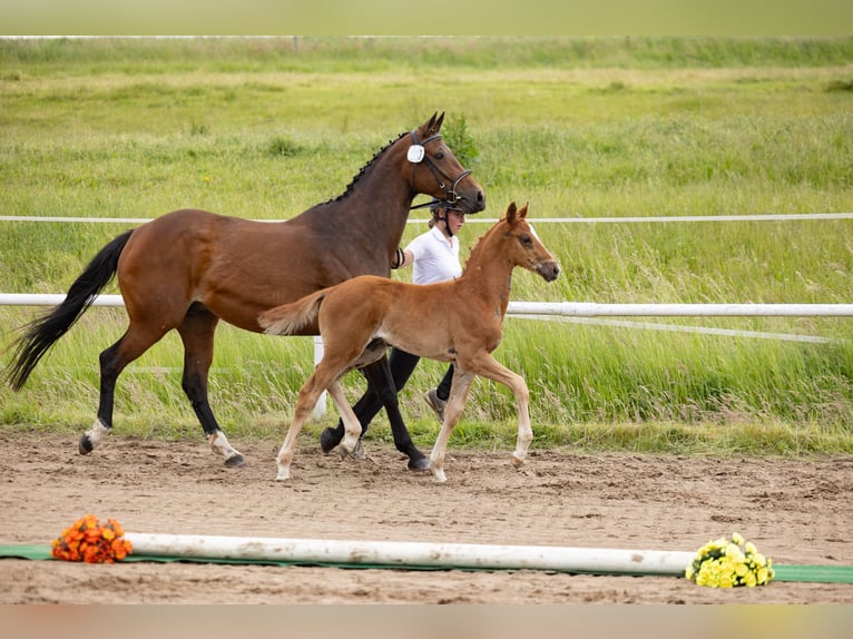 Trakehner Étalon Poulain (04/2026) Alezan in Metelsdorf