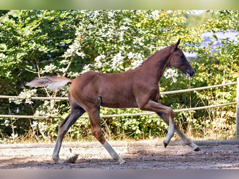 Trakehner Étalon Poulain (05/2025) Alezan in Liederbach am Taunus