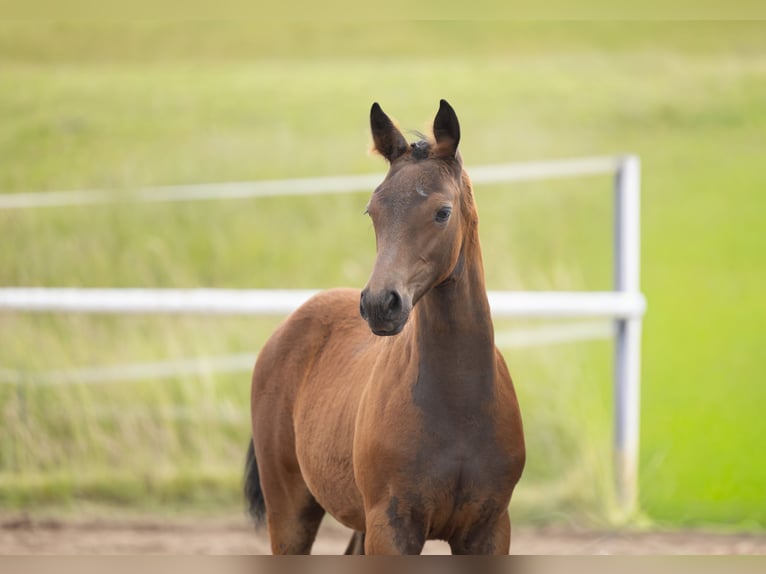 Trakehner Étalon Poulain (03/2026) Bai brun in Nähe Gravesmühlen