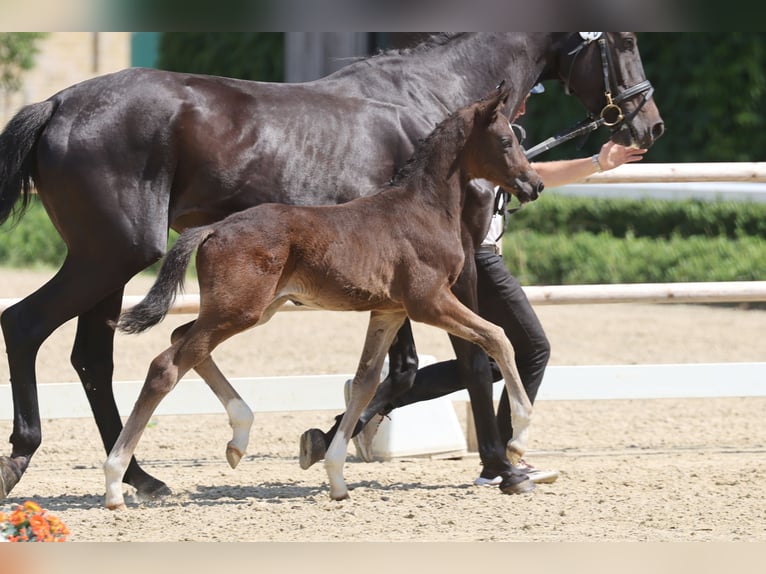 Trakehner Étalon Poulain (05/2026) Bai brun in Schwerte