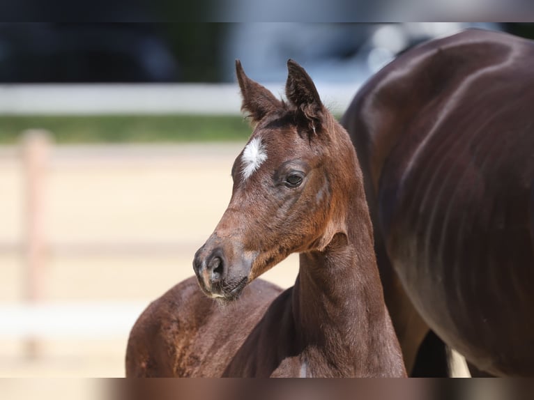 Trakehner Étalon Poulain (05/2026) Bai brun in Schwerte