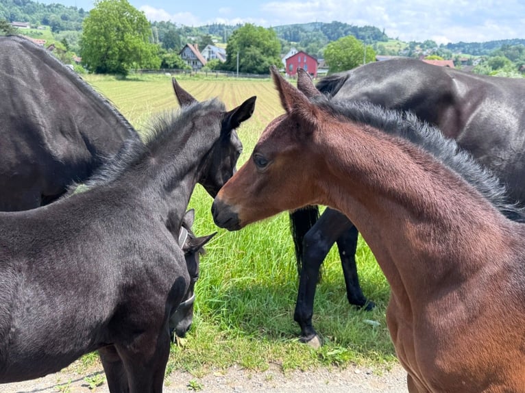 Trakehner Étalon Poulain (05/2025) Bai brun foncé in Auslikon