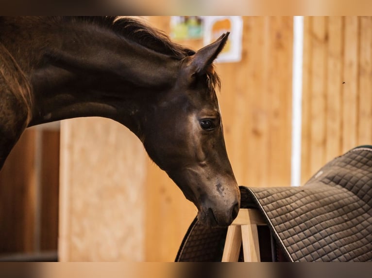 Trakehner Étalon Poulain (03/2024) Bai brun foncé in Freren