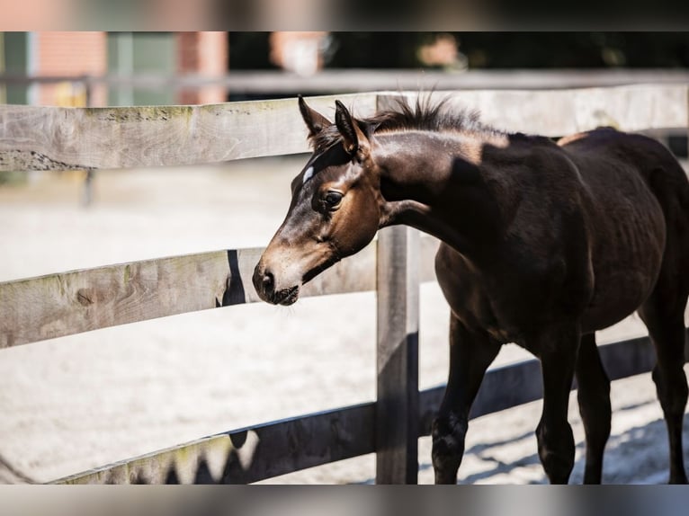 Trakehner Étalon Poulain (03/2024) Bai brun foncé in Freren