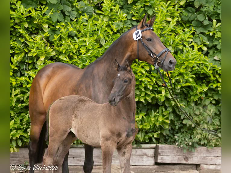 Trakehner Étalon Poulain (04/2025) Bai brun foncé in L&#xFC;beck