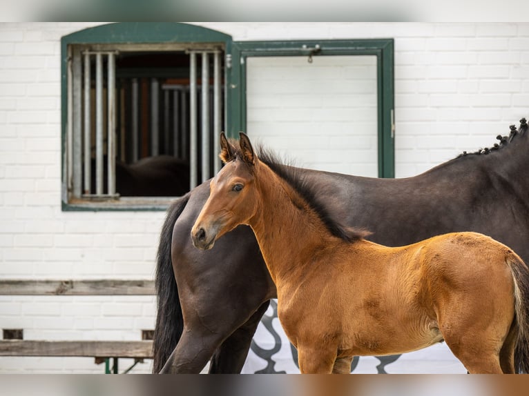 Trakehner Étalon Poulain (06/2025) Bai in Hamburg