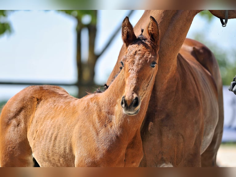 Trakehner Étalon Poulain (05/2026) Bai in Venningen