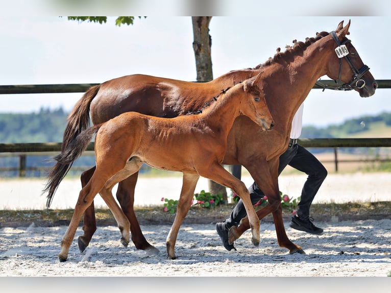 Trakehner Étalon Poulain (05/2026) Bai in Venningen