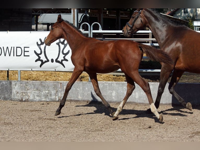 Trakehner Étalon Poulain (04/2025) Bai in G&#xFC;nzburg