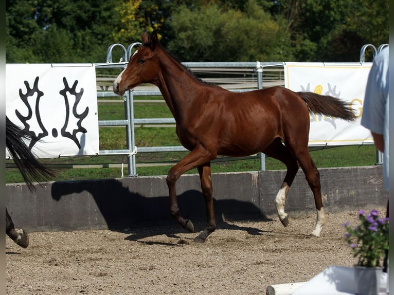 Trakehner Étalon Poulain (04/2025) Bai in G&#xFC;nzburg