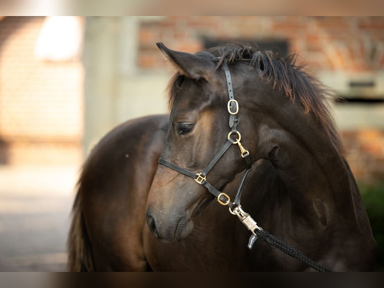 Trakehner Étalon Poulain (03/2024) Bai in Nottuln