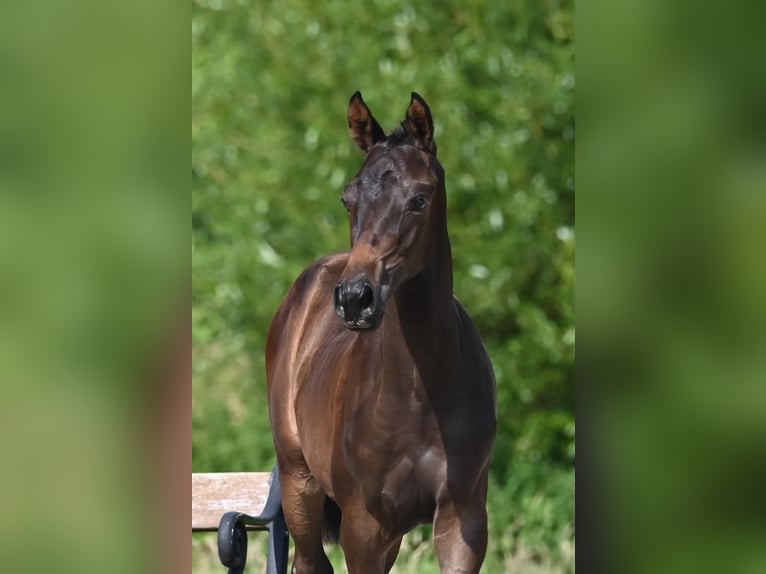 Trakehner Étalon Poulain (03/2024) Bai in Nottuln